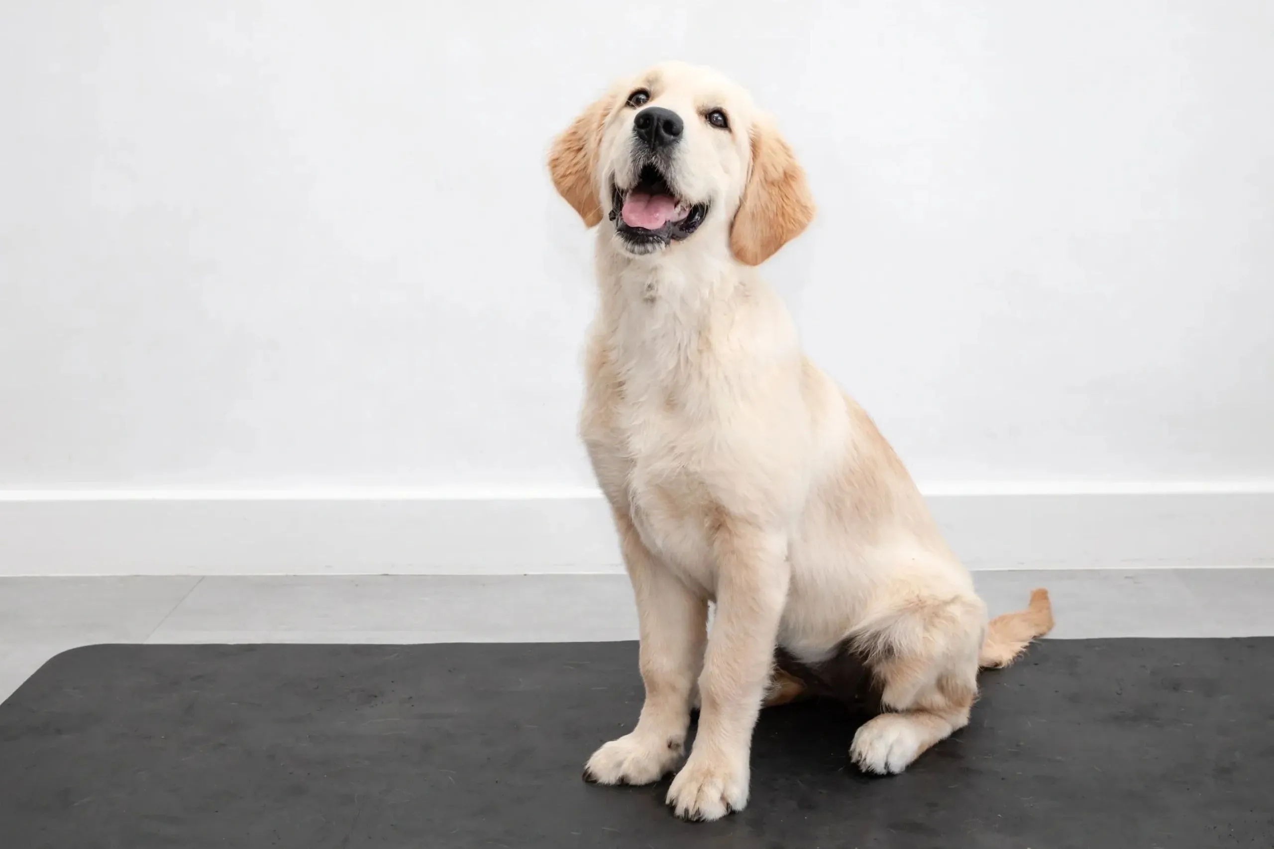 A golden retriever puppy sitting on a treatment mat, looking up happily.