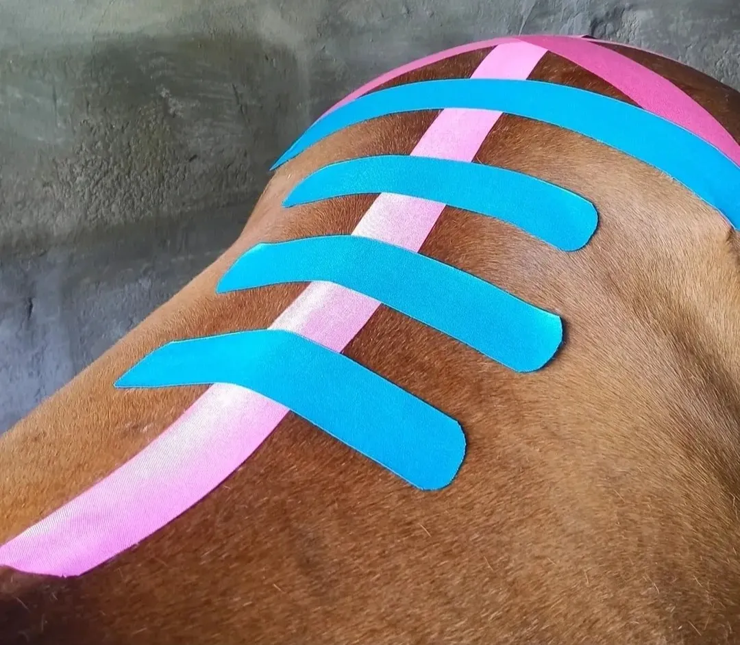 Blue and pink kinesiology tape applied in strips across a horse's back.