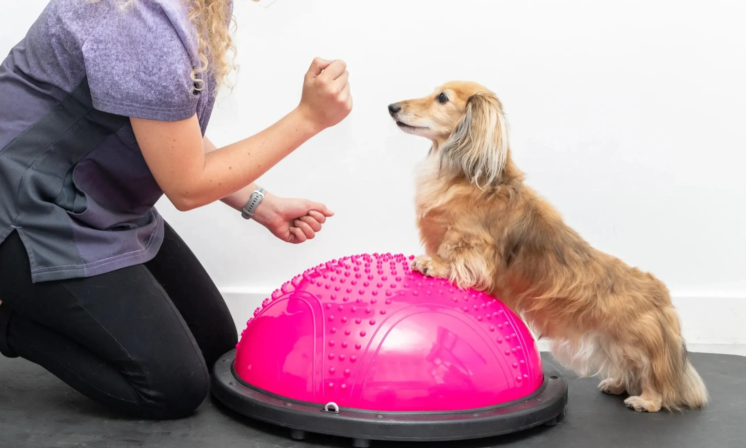 A dachshund placing its front paws on a pink balance dome, guided by a physiotherapist.